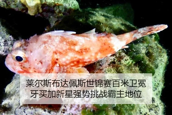 莱尔斯布达佩斯世锦赛百米卫冕 牙买加新星强势挑战霸主地位